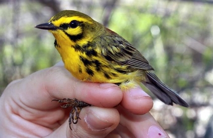 Land around powerlines could be boon to birds | iNFOnews.ca