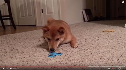 TRENDING NOW: This dog hates fidget spinners | iNFOnews.ca