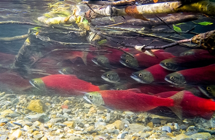 Ancient genetic markers in sockeye salmon can help manage healthier fish stocks | iNFOnews.ca Ancient genetic markers in sockeye salmon can help manage healthier fish stocks | iNFOnews.ca