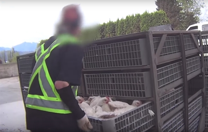 B.C. SPCA investigating 'absolutely sickening' alleged abuse of chickens | iNFOnews.ca