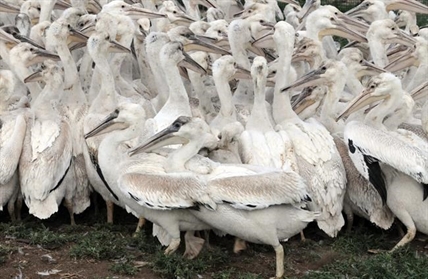 Endangered white pelicans venture to Vancouver Island, thrilling bird watchers | iNFOnews.ca