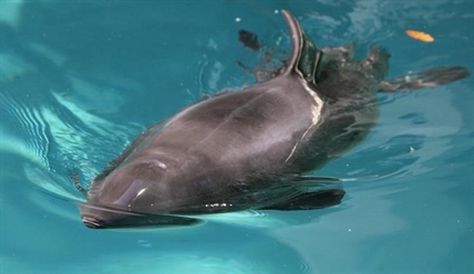 Harbour porpoise rescued in 2008 dies at Vancouver Aquarium | iNFOnews.ca Harbour porpoise rescued in 2008 dies at Vancouver Aquarium | iNFOnews.ca