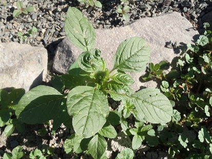 MORAN: Edible summer weeds | iNFOnews.ca