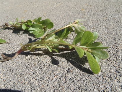 MORAN: Edible summer weeds | iNFOnews.ca