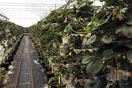Kelowna farm's hanging strawberry plants mean fresh berries well into the fall | iNFOnews.ca Kelowna farm's hanging strawberry plants mean fresh berries well into the fall | iNFOnews.ca