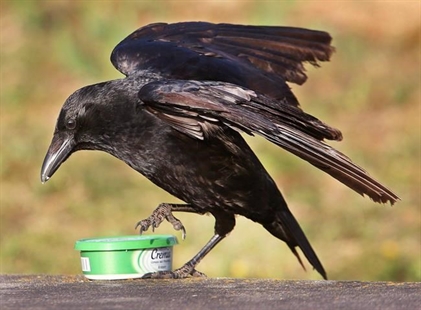 No immediate end to testy relationship between B.C. crow and Canada Post | iNFOnews.ca
