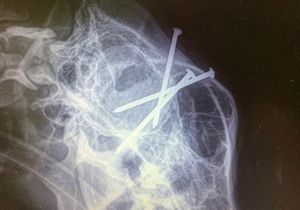 Lost German shepherd is returned to B.C. owner with three nails in its head | iNFOnews.ca Lost German shepherd is returned to B.C. owner with three nails in its head | iNFOnews.ca