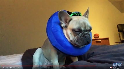 TRENDING NOW: Puppies just trying to stay awake | iNFOnews.ca