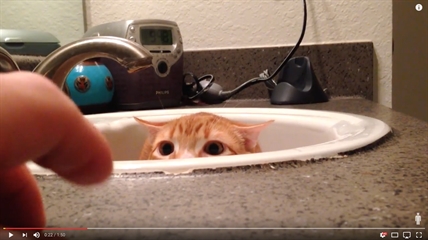 TRENDING NOW: The ultimate scaredy cat | iNFOnews.ca