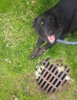 New Brunswick dog finds lost cat in storm drain, is hailed as hero | iNFOnews.ca