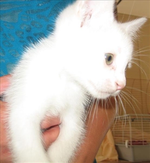 Vernon SPCA Pets of the Week | iNFOnews.ca