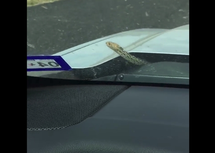TRENDING NOW: Snake surprises driver | iNFOnews.ca TRENDING NOW: Snake surprises driver | iNFOnews.ca