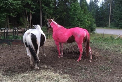Rosy pink: Mistakenly painted horse brings levity to B.C. wildfire fight | iNFOnews.ca Rosy pink: Mistakenly painted horse brings levity to B.C. wildfire fight | iNFOnews.ca