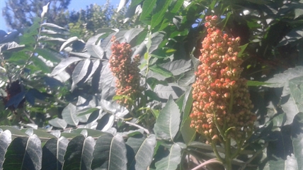 MORAN: Sumac is our local lemon | iNFOnews.ca MORAN: Sumac is our local lemon | iNFOnews.ca