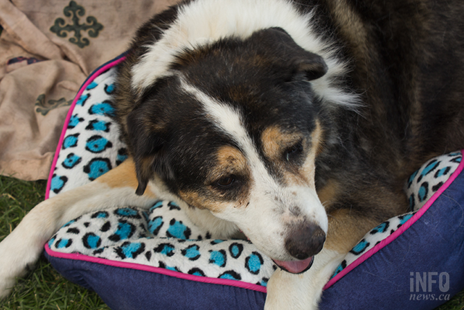 Williams Lake evacuees, both people and animals, find no shortage of help in Kamloops | iNFOnews.ca