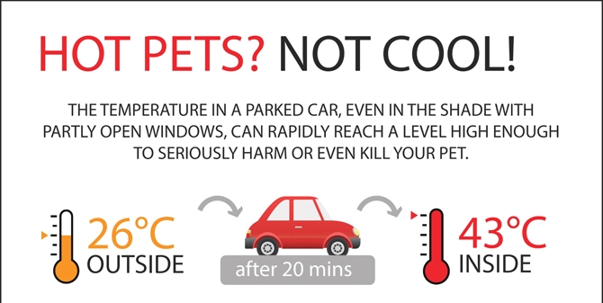 Praise for these Penticton businesses that allow dogs inside during summer | iNFOnews.ca