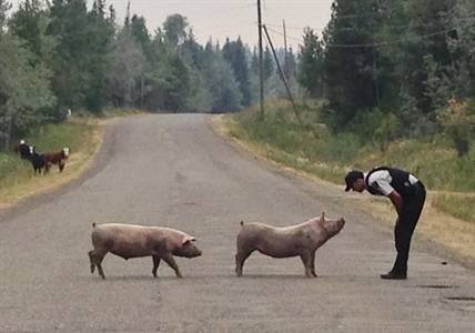 Mounties help livestock displaced by B.C. wildfires as drivers urged to look out | iNFOnews.ca