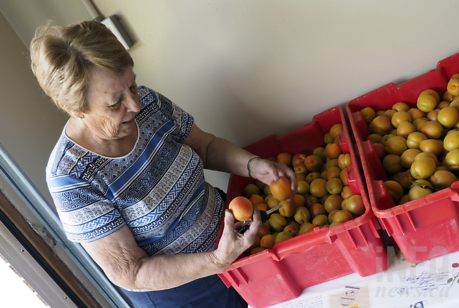 Fresh peaches finally ready in the Okanagan | iNFOnews.ca Fresh peaches finally ready in the Okanagan | iNFOnews.ca