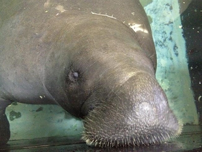 Snooty, oldest Florida manatee in captivity, dies at 69 | iNFOnews.ca Snooty, oldest Florida manatee in captivity, dies at 69 | iNFOnews.ca