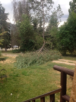 Windstorm makes a mess in North Okanagan and Shuswap | iNFOnews.ca
