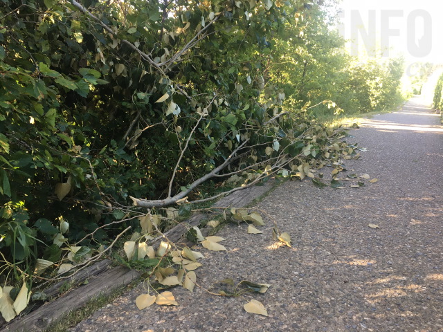 Windstorm makes a mess in North Okanagan and Shuswap | iNFOnews.ca