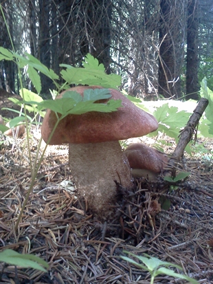 MORAN: Second most sought after mushroom in world | iNFOnews.ca MORAN: Second most sought after mushroom in world | iNFOnews.ca
