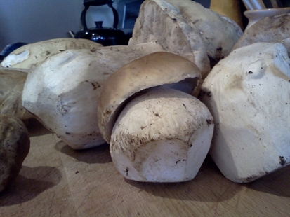 MORAN: Second most sought after mushroom in world | iNFOnews.ca MORAN: Second most sought after mushroom in world | iNFOnews.ca