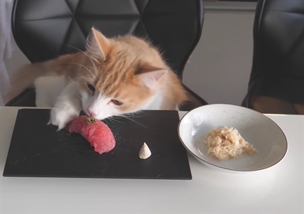 TRENDING NOW: Sushi for cats | iNFOnews.ca TRENDING NOW: Sushi for cats | iNFOnews.ca