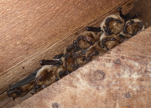 You can live with bats in the Okanagan without going batty | iNFOnews.ca You can live with bats in the Okanagan without going batty | iNFOnews.ca