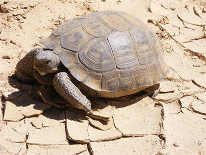 Missing 115-year-old tortoise returned to New Mexico owner | iNFOnews.ca