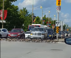 TRENDING NOW: Canadian manners extend to our geese | iNFOnews.ca