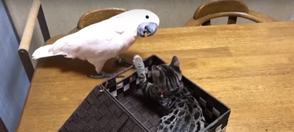 TRENDING NOW: Cat in a box and the bird boss | iNFOnews.ca