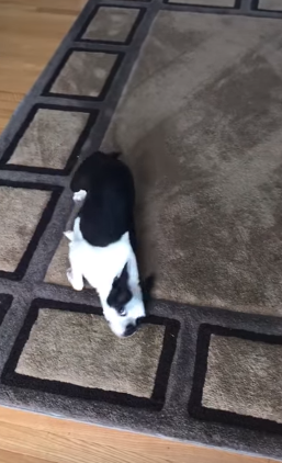 TRENDING NOW: New shark discovered | iNFOnews.ca