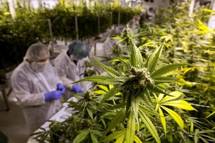 Legal pot may breathe life into small Canadian towns hit by resource losses | iNFOnews.ca Legal pot may breathe life into small Canadian towns hit by resource losses | iNFOnews.ca