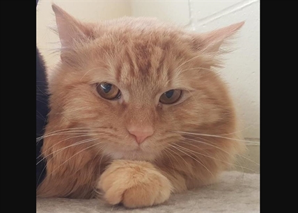 Looking for a forever home; South Okanagan/Similkameen Branch SPCA pet of the week | iNFOnews.ca