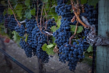 U.S. dispute over Canadian wine sales restrictions on the table at NAFTA talks | iNFOnews.ca