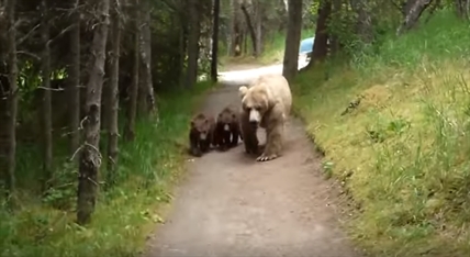 TRENDING NOW: A bear and her cubs follow a hiker | iNFOnews.ca