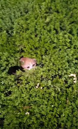 TRENDING NOW: Playing kittens in a bush | iNFOnews.ca