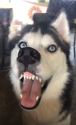 TRENDING NOW: This face could not be any more clear: Look at me | iNFOnews.ca