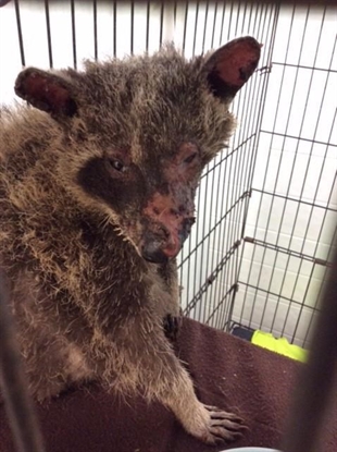 Ontario police looking for those responsible for burning baby raccoon | iNFOnews.ca