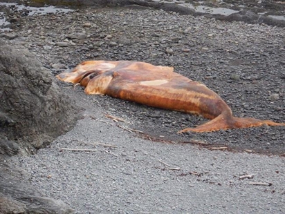 Right whale deaths: Ottawa orders ships to slow down in the Gulf of St. Lawrence | iNFOnews.ca Right whale deaths: Ottawa orders ships to slow down in the Gulf of St. Lawrence | iNFOnews.ca
