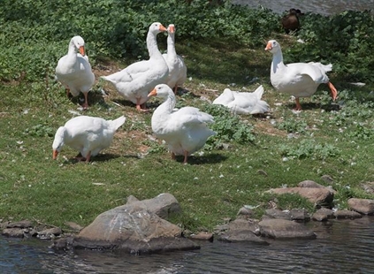 Fallen geese mourned as community fixtures at Halifax memorial | iNFOnews.ca