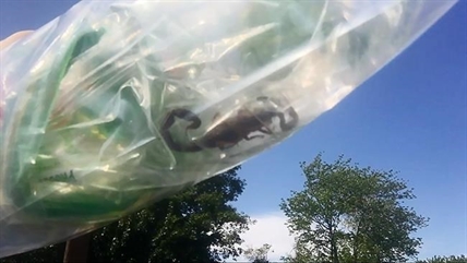 Weatherman finds scorpion while unpacking bananas after Halifax shopping trip | iNFOnews.ca