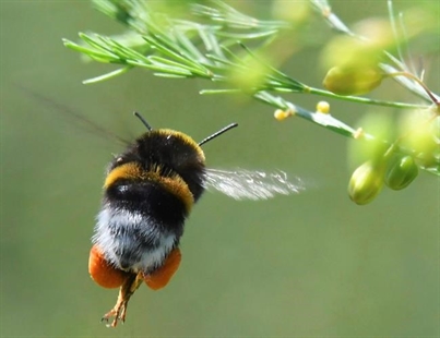 Bumblebee colonies at risk of extinction after pesticide exposure: Study | iNFOnews.ca