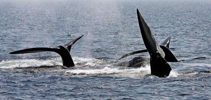 Accidental deaths of endangered right whales threaten species' survival | iNFOnews.ca