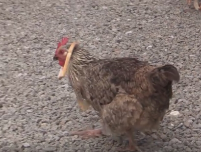 TRENDING NOW: This is one way to bread chicken | iNFOnews.ca