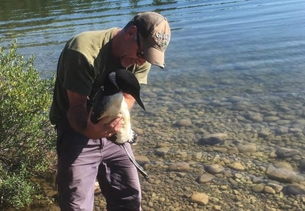 Lucky loon sought out Alberta campers to save it from fishing gear | iNFOnews.ca