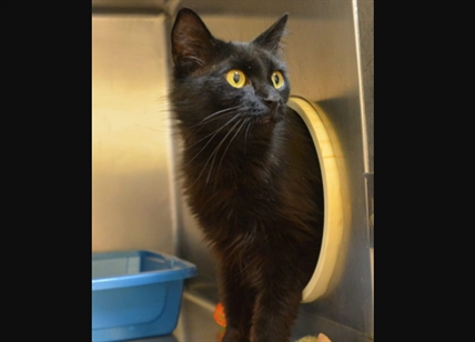 Looking for a forever home; South Okanagan/Similkameen SPCA pet of the week | iNFOnews.ca