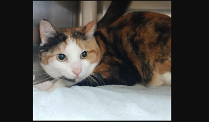 Looking for a forever home; Kelowna SPCA pet of the week | iNFOnews.ca