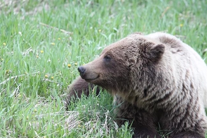 Study suggests grizzly-human conflict rising in southwestern Alberta | iNFOnews.ca Study suggests grizzly-human conflict rising in southwestern Alberta | iNFOnews.ca
